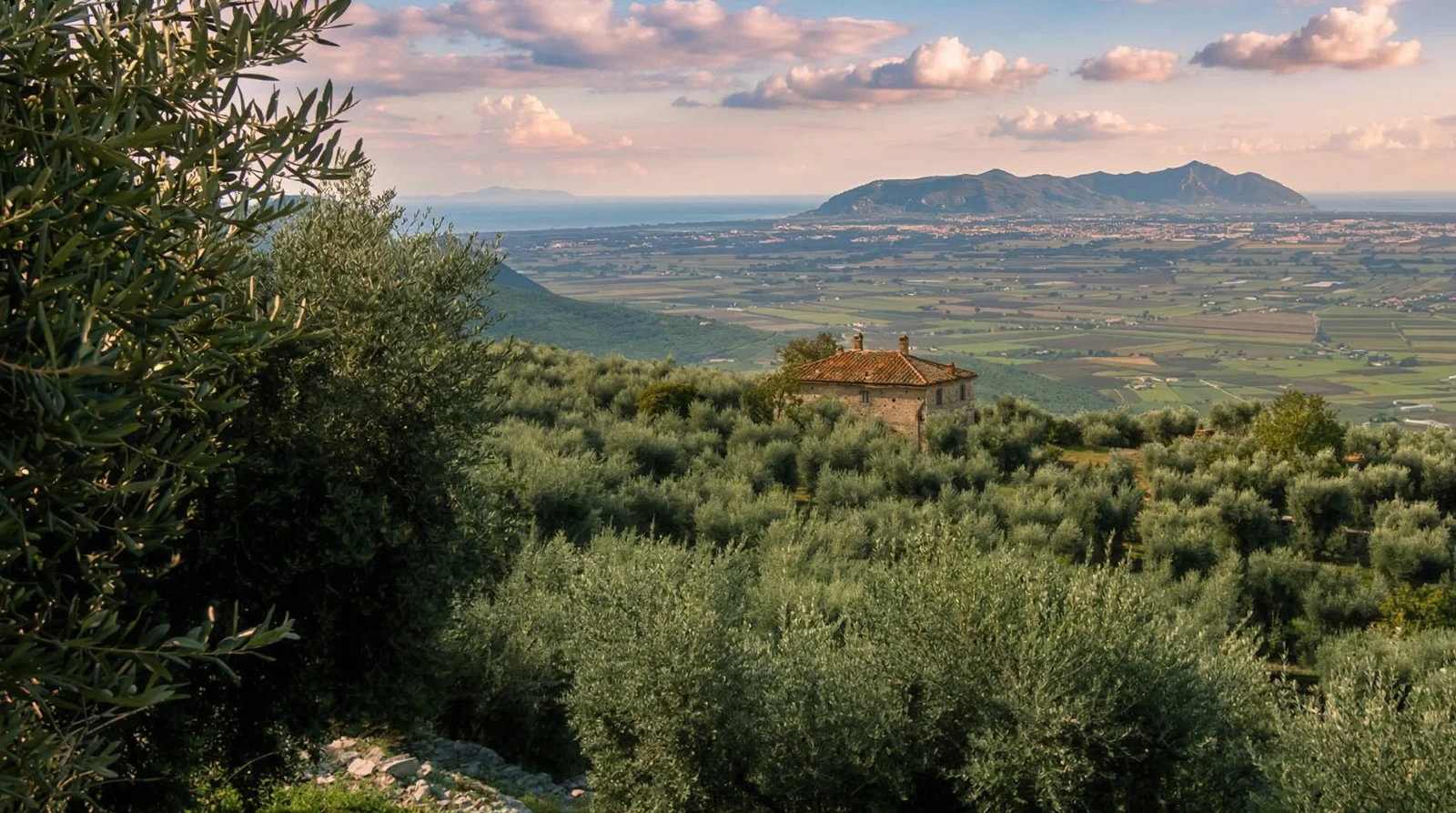 Gli uliveti di Sonnino